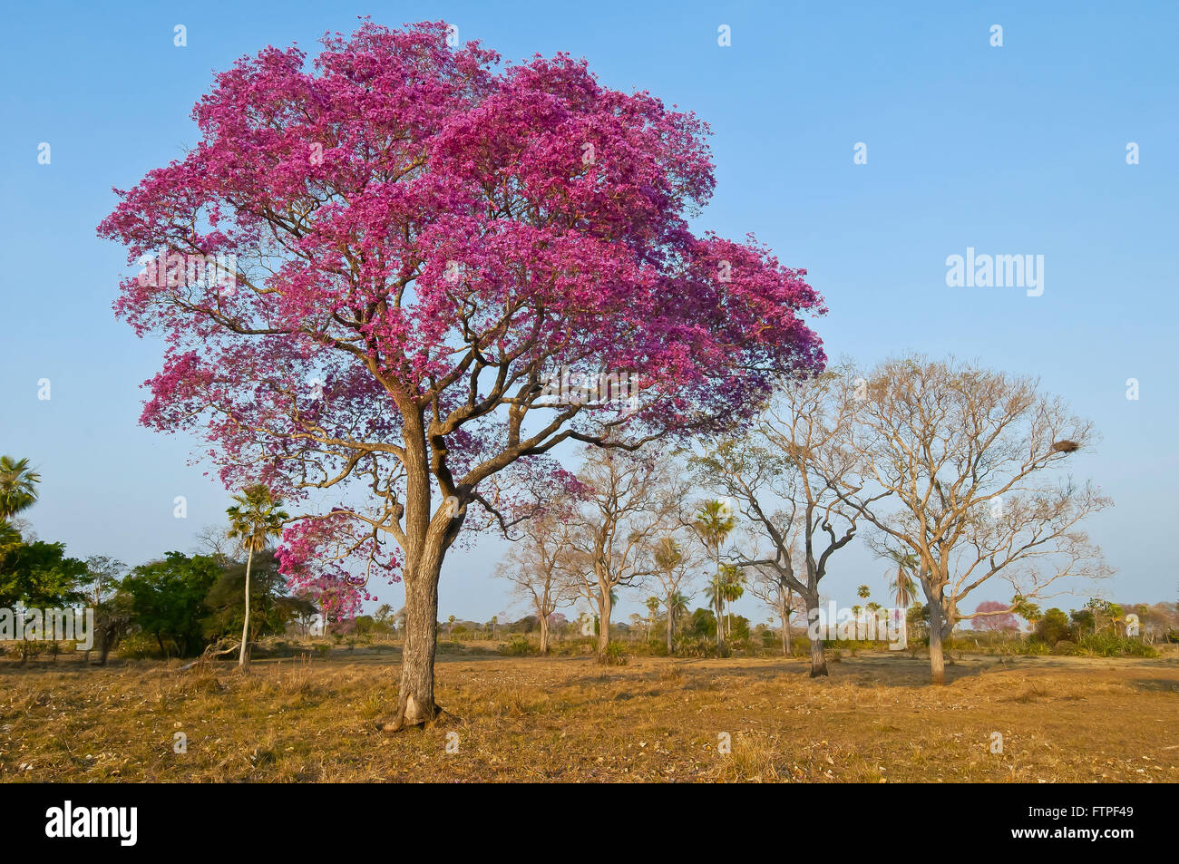 IPE Ipe-lila oder pink genannt auch Piuva das Pantanal - Tabebuia sp Stockfoto
