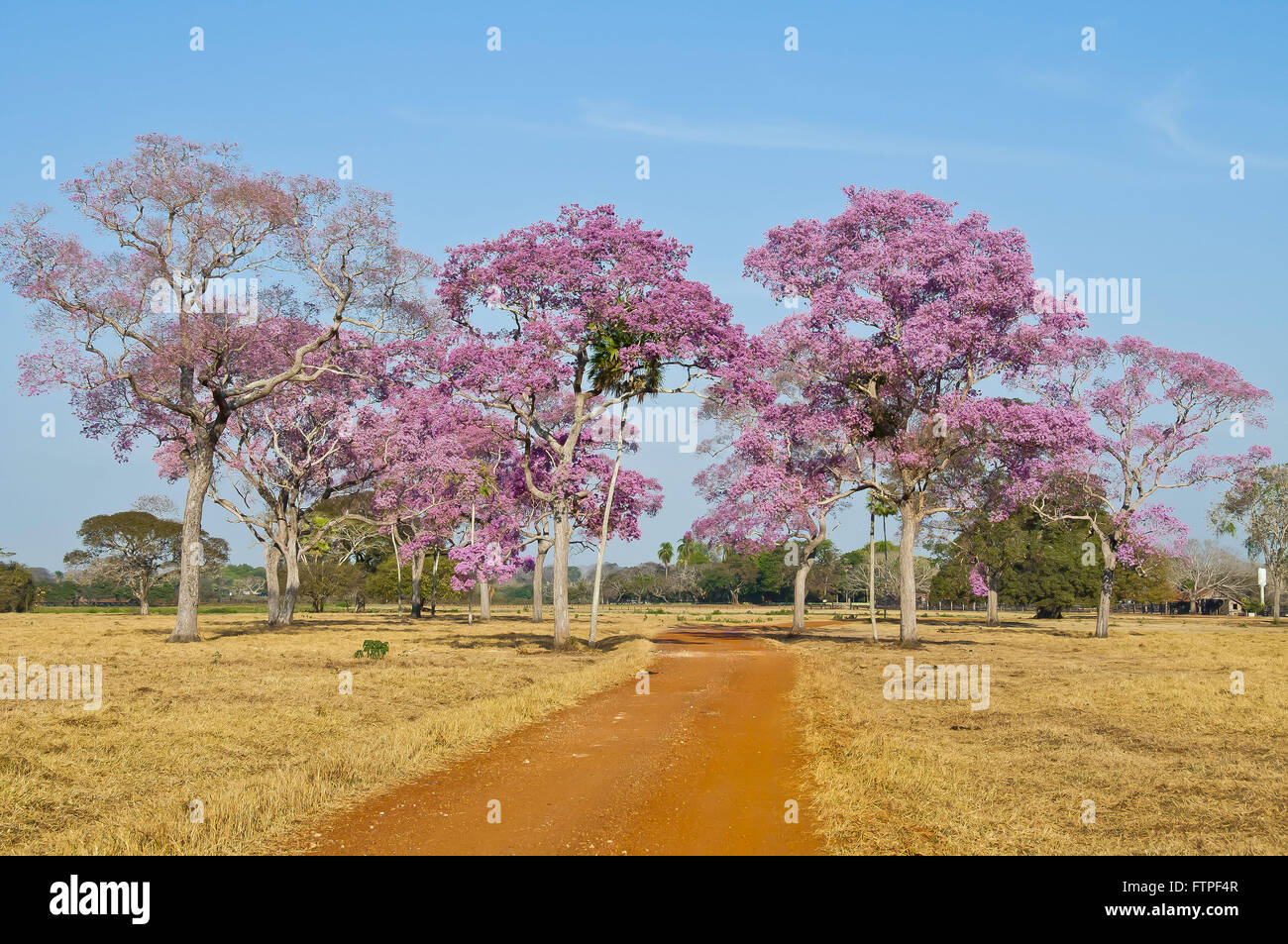 IPE-lila oder Rosa blühenden Ipe genannt auch Piuva das Pantanal - Tabebuia sp Stockfoto