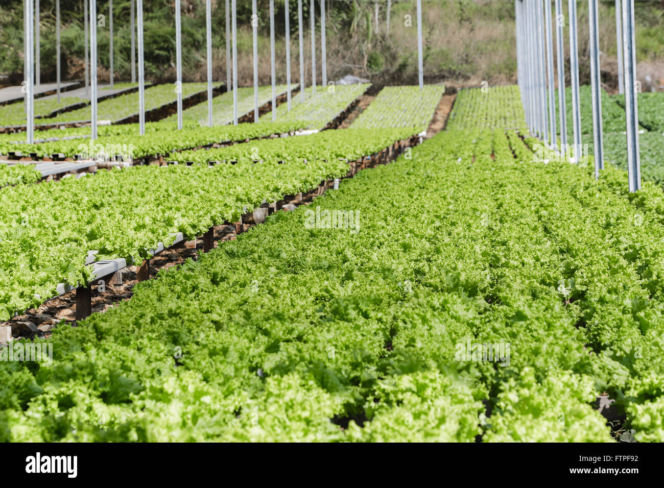 Hydrokultur von geschweiften Salat in einer farm Stockfoto