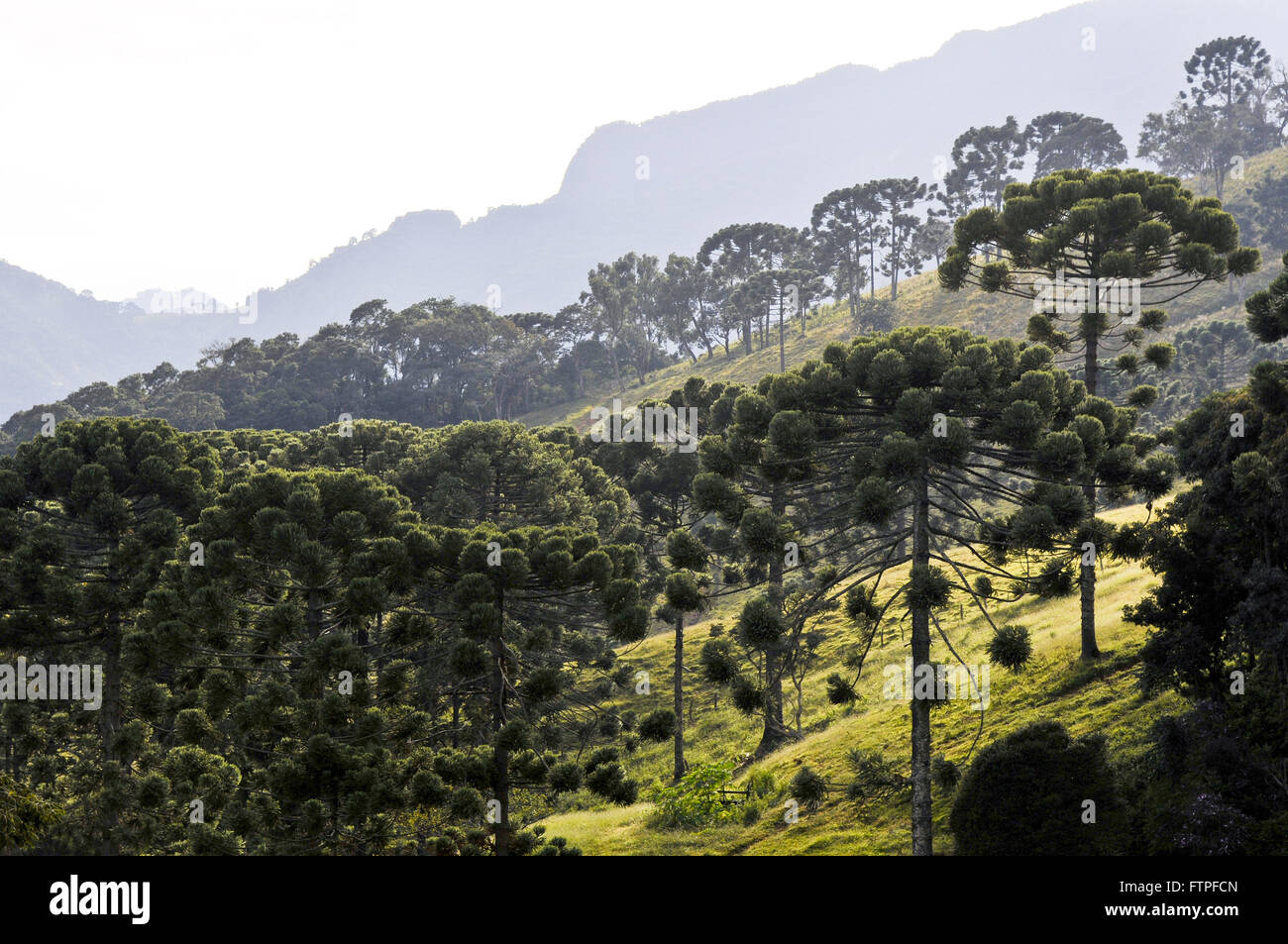 Araukarien im ländlichen Luminosa Stadt Bezirk von Brazopolis - südlich von Minas Gerais Stockfoto
