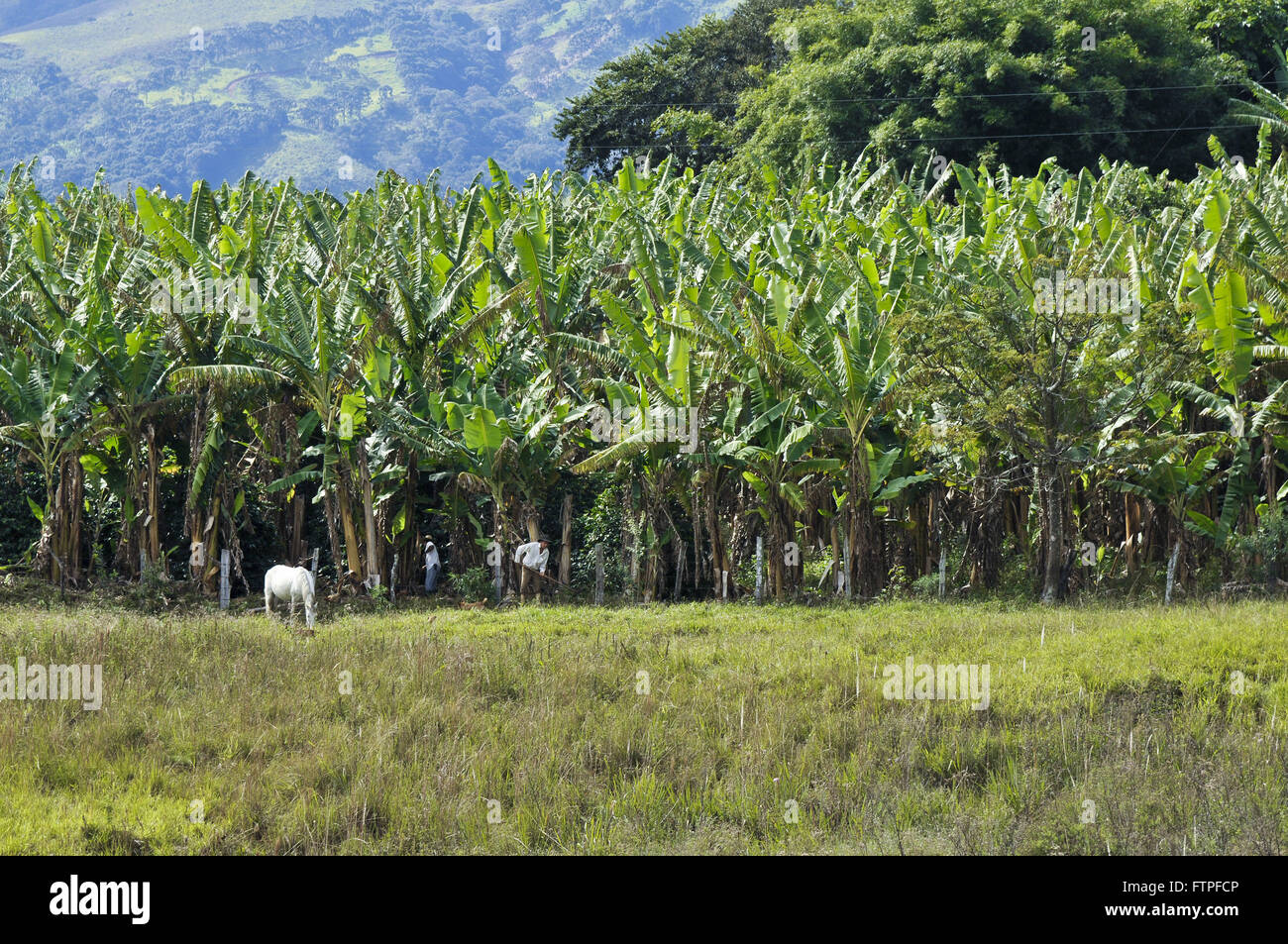 Pflanzung von Bananen Luminosa Stadt Bezirk von Brazopolis - südlich von Minas Gerais Stockfoto