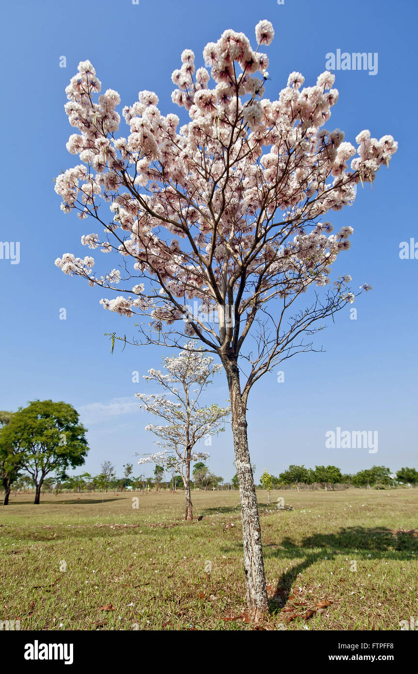 IPE-geblümten weiß - Tabebuia sp Stockfoto