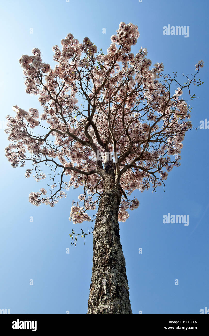 Die Baum-Blüte weiße Ipe Cup - Tabebuia sp Stockfoto