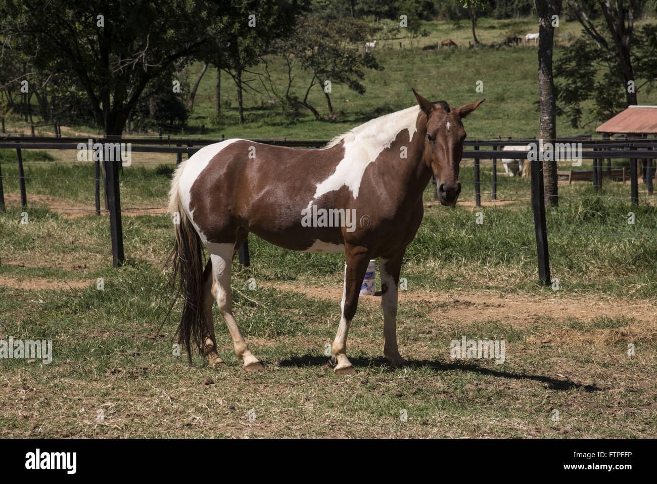 Pferd-Kruppe auf ländliches Anwesen Stockfoto
