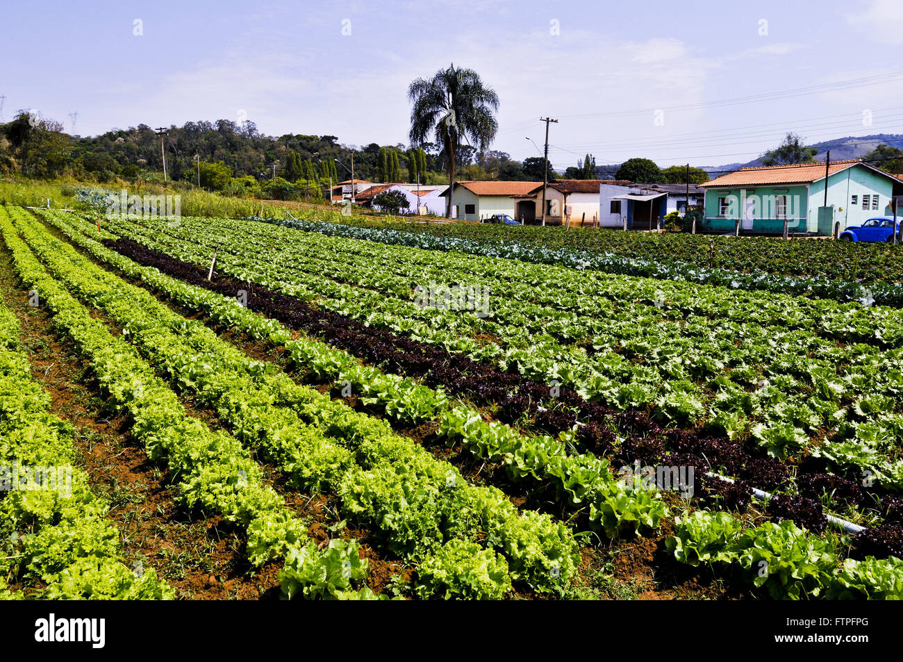 Anbau von Gemüse in der Landschaft - Bezirk von Senf Stockfoto