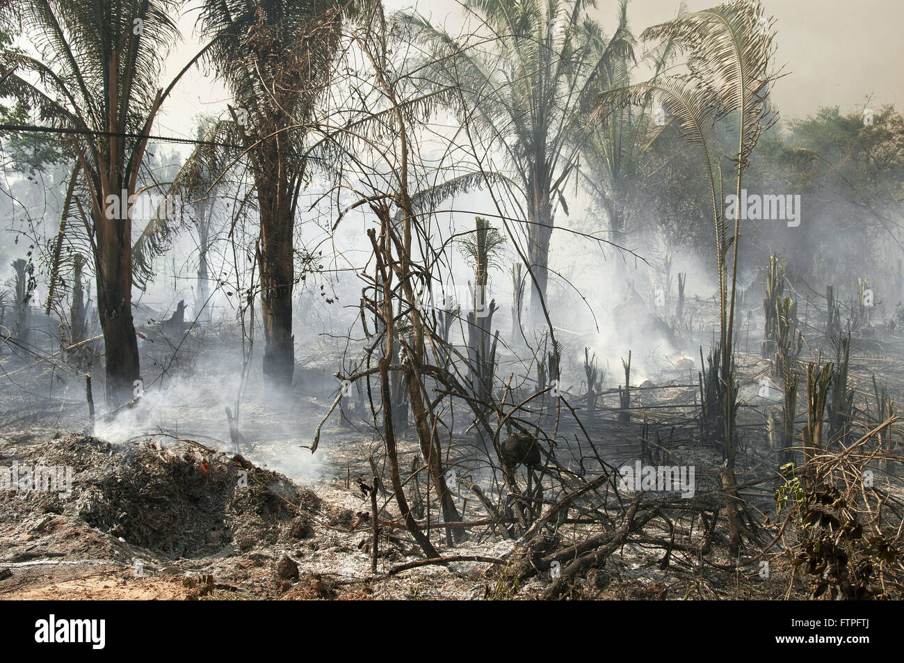 In den Wäldern von Coca Pflanzen mineralgewinnenden Reserve im nördlichen Tocantins verbrannt Stockfoto
