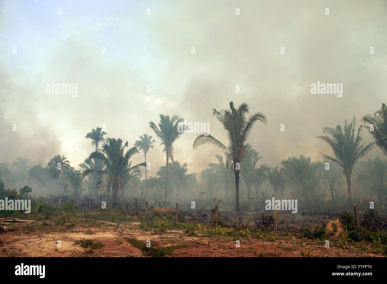 In den Wäldern von Coca Pflanzen mineralgewinnenden Reserve im nördlichen Tocantins verbrannt Stockfoto
