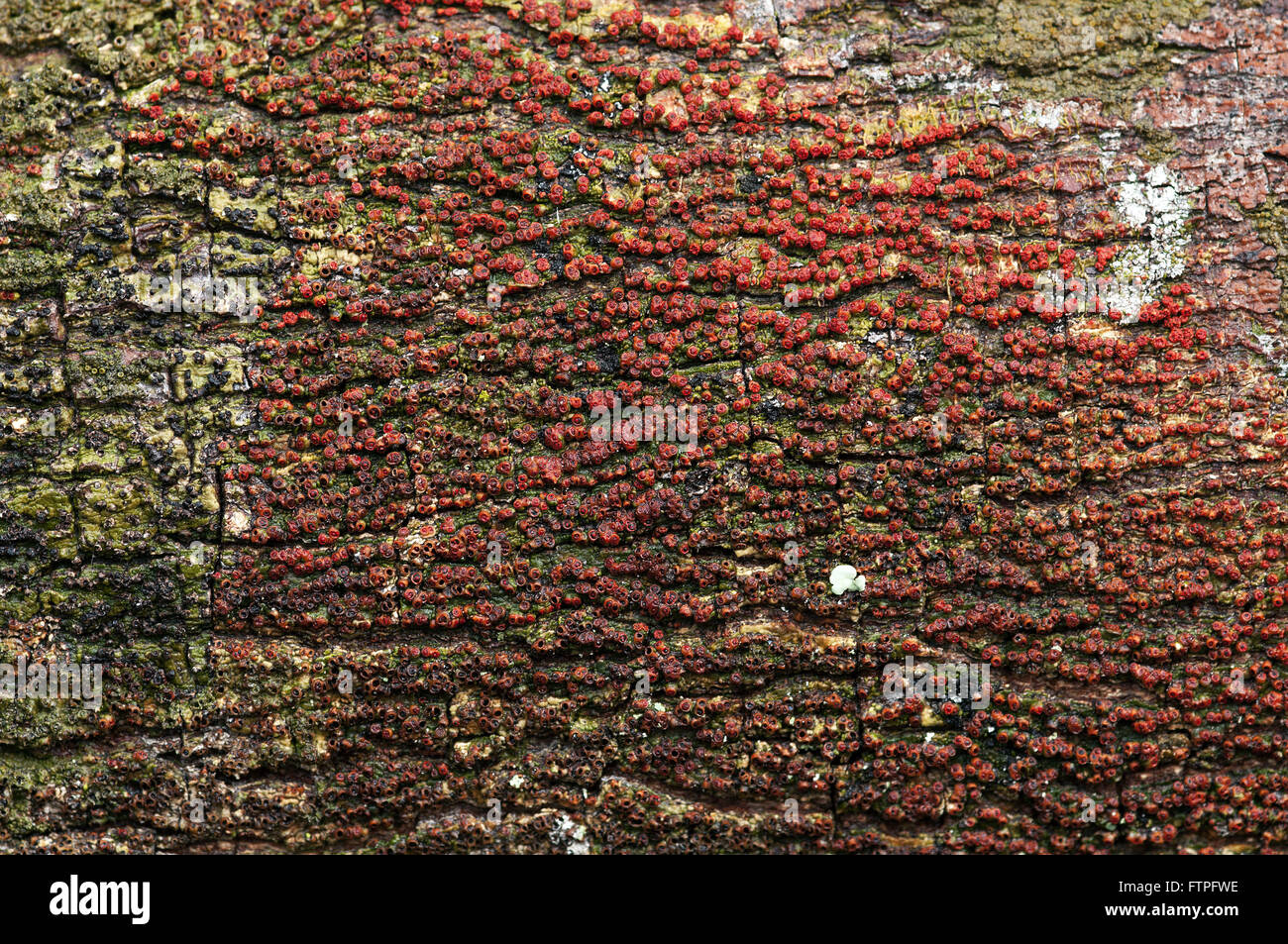 Bunten Flechten auf Baumstamm Stockfoto