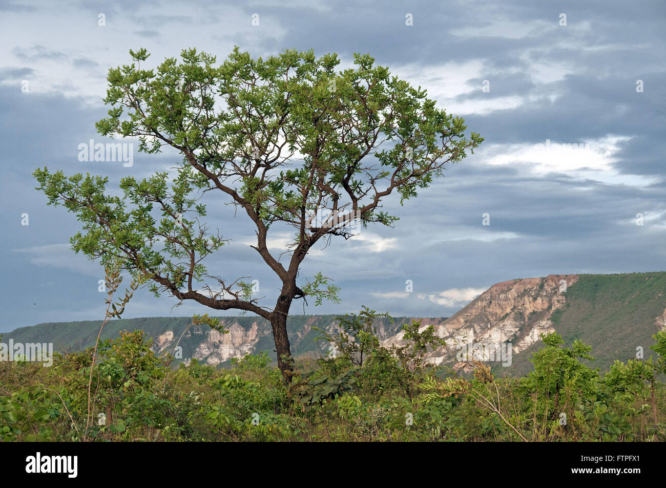 tree and Cerrado vegetation in Serra Jalapao with the Holy Spirit in the background Stockfoto