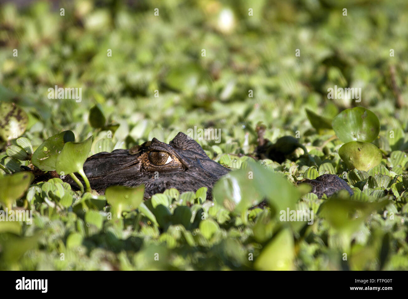 Jacare Marsh - Caiman Crocodilus Yacare versteckt zwischen Seerosen Stockfoto