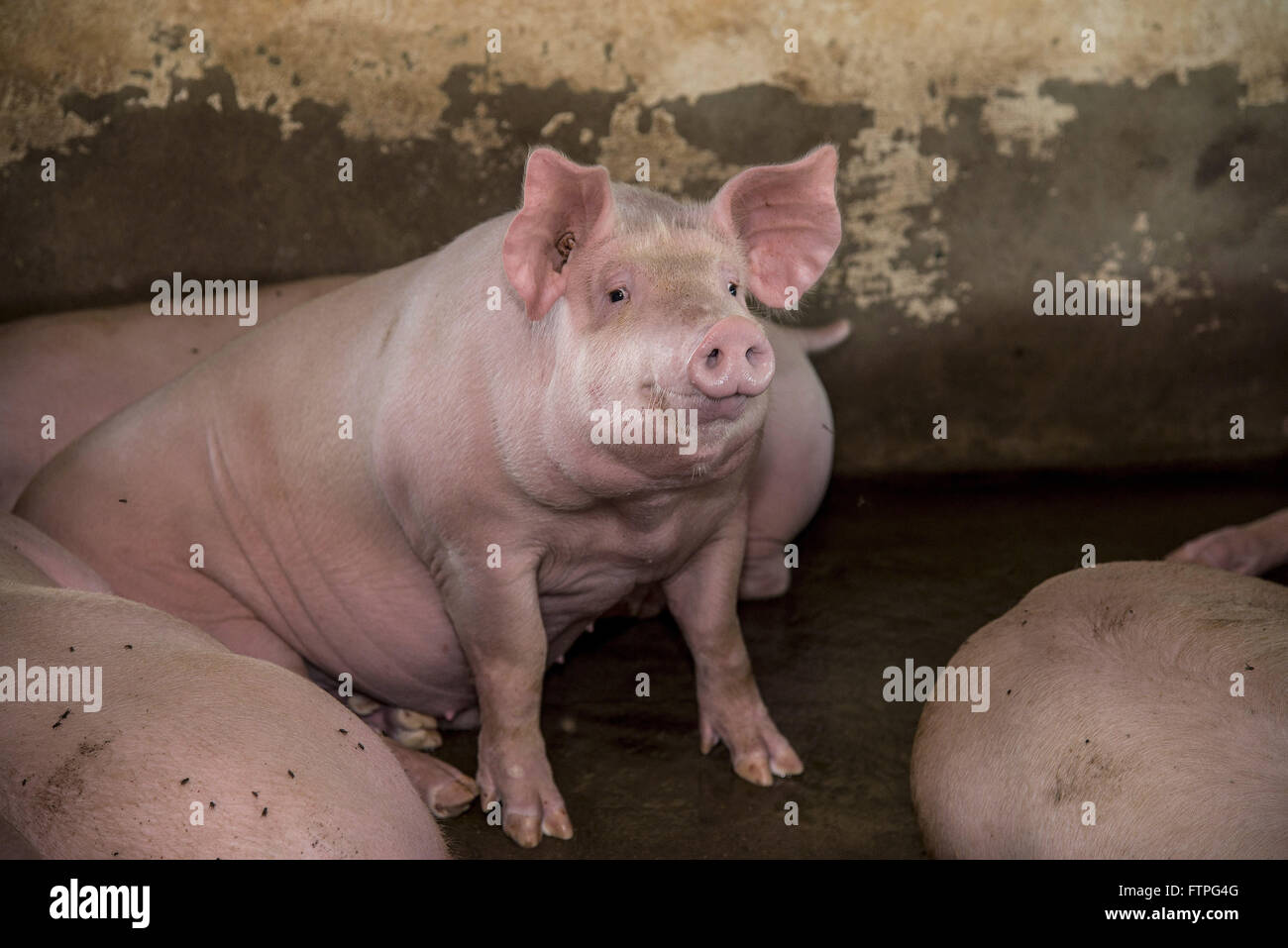 Erstellung von Schweinen im ländlichen Raum Stockfoto