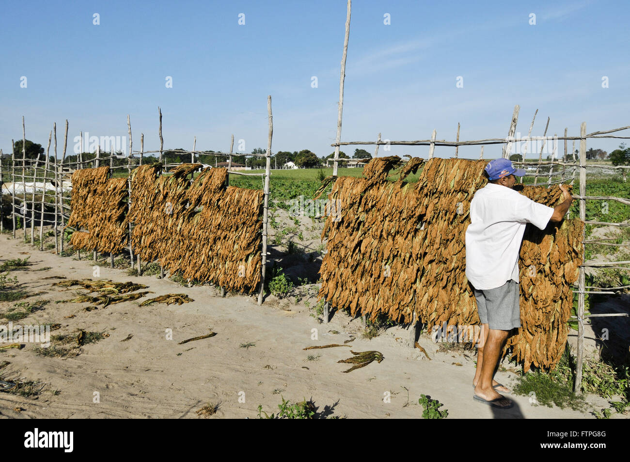 Trocknung von Tabak in der Landschaft - die raue Region verlässt Stockfoto