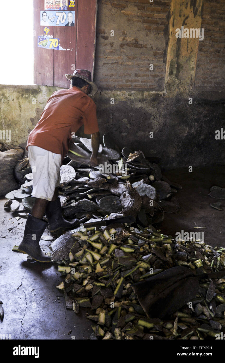 Schneiden Palm Bauern zu Tierfutter - raue region Stockfoto