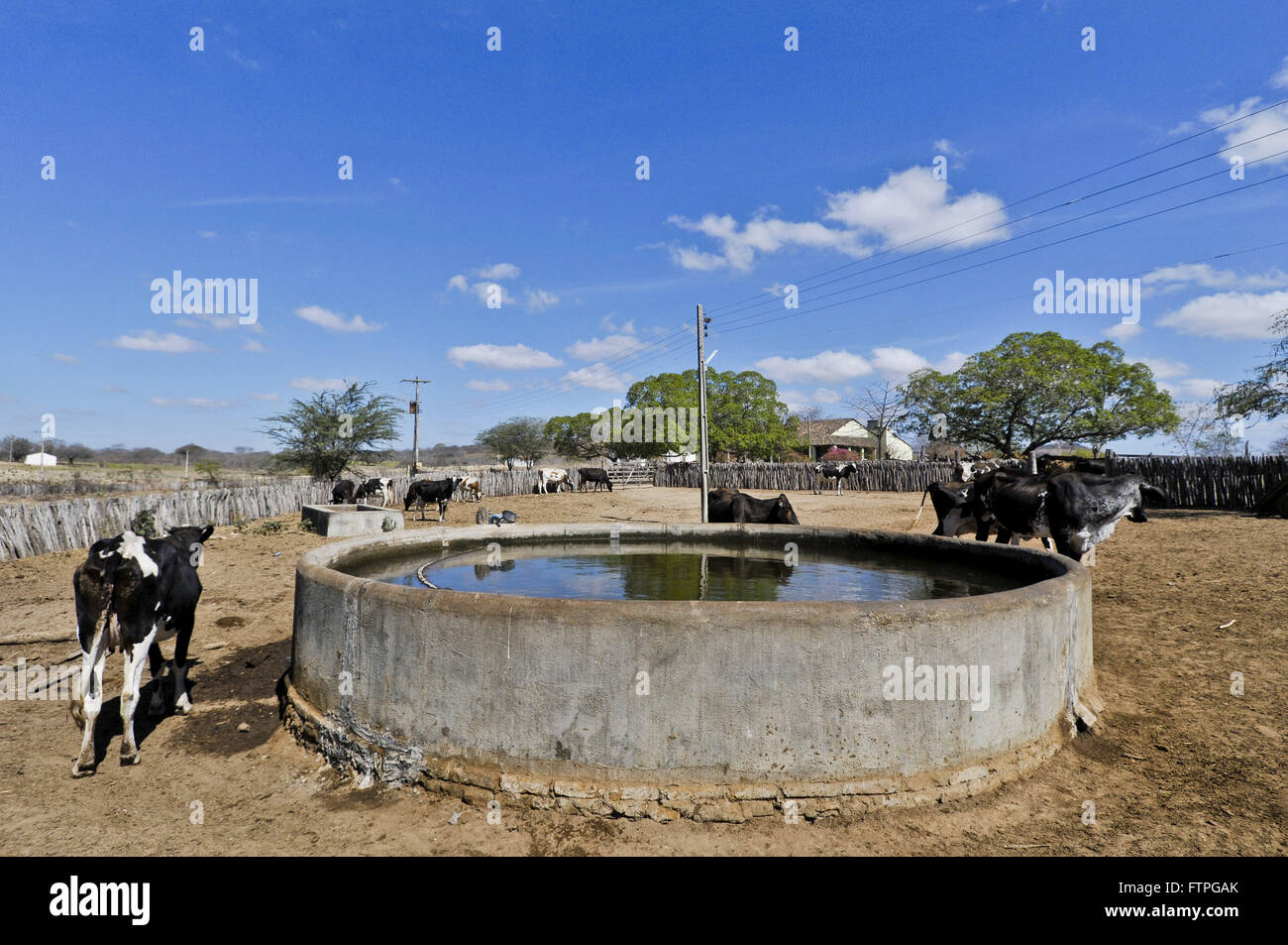 Holstein-Milchvieh in Koppel Pintadinho Farm in ländlichen Stockfoto