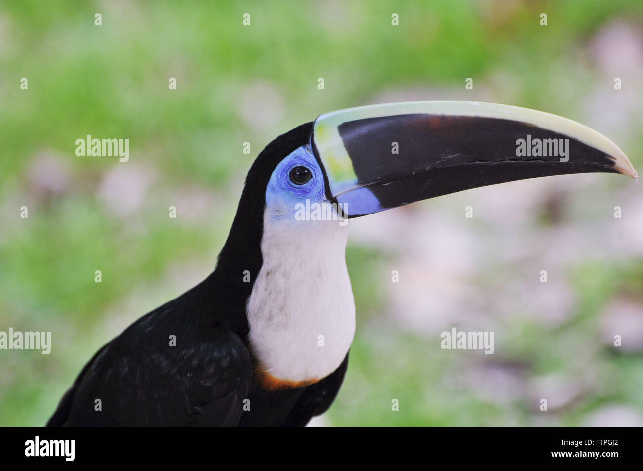 Tucano-amazon Stockfoto