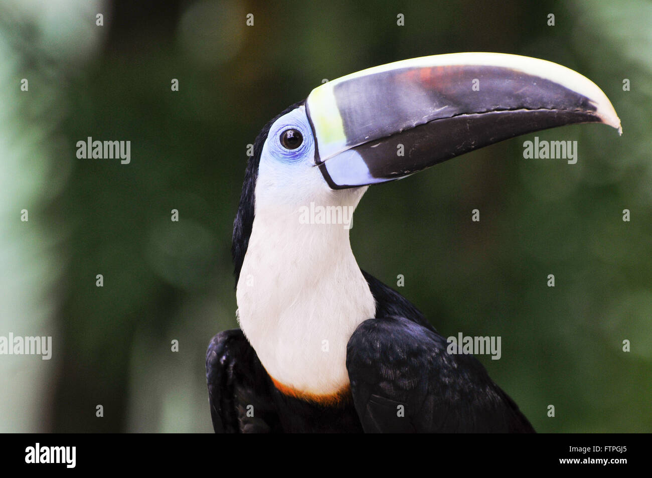 Tucano-amazon Stockfoto