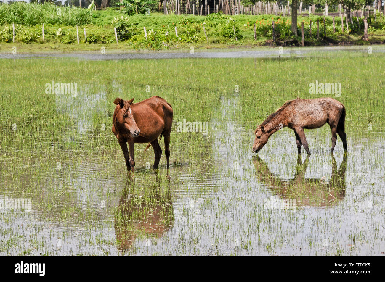 Tiere in den überschwemmten Gebiet in das Dorf Cocal Stockfoto