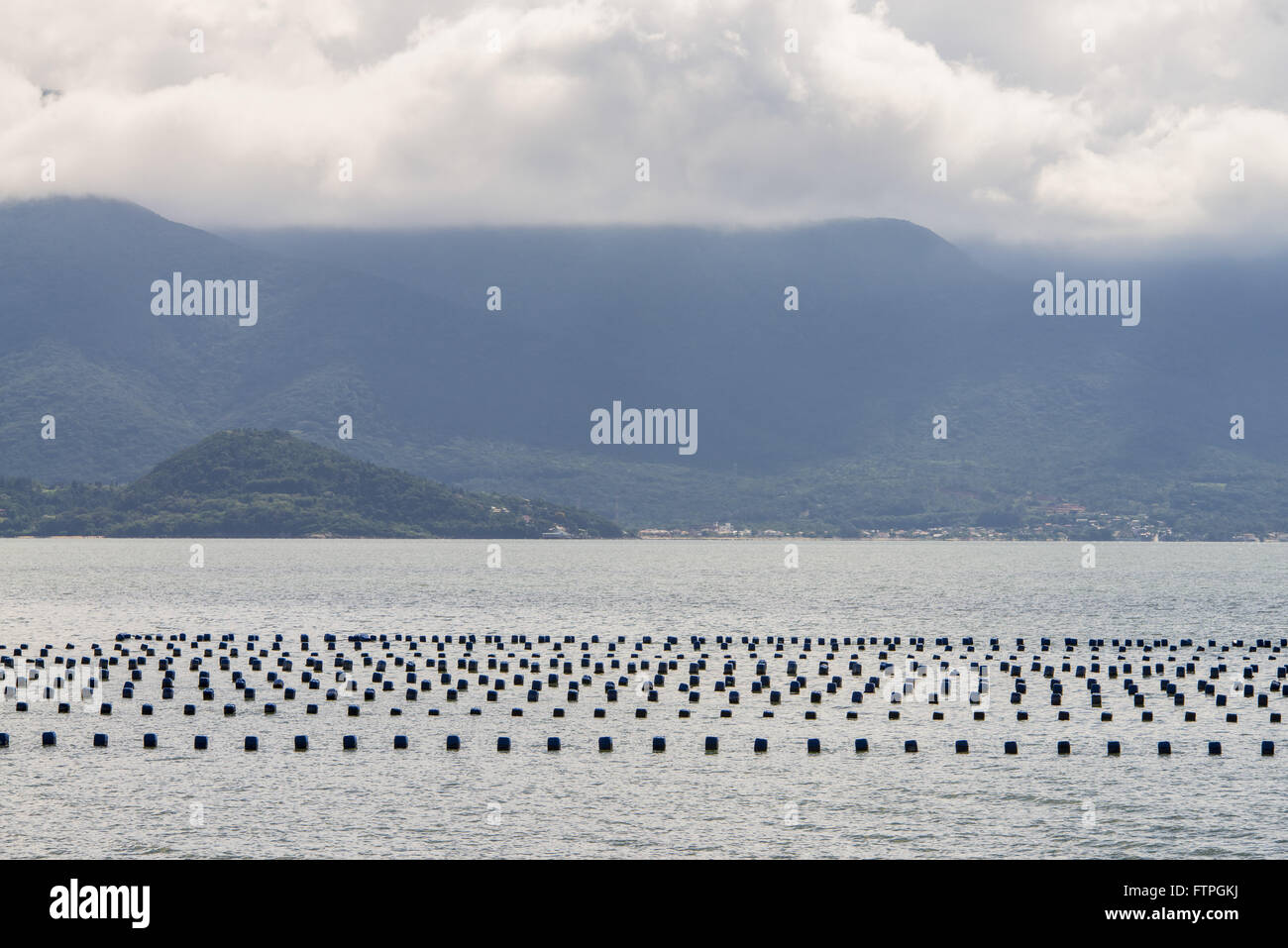 Marine Bauernhof - Anbau von Austern und Muscheln - Stadt Nachbarschaft von Ribeirao Stockfoto