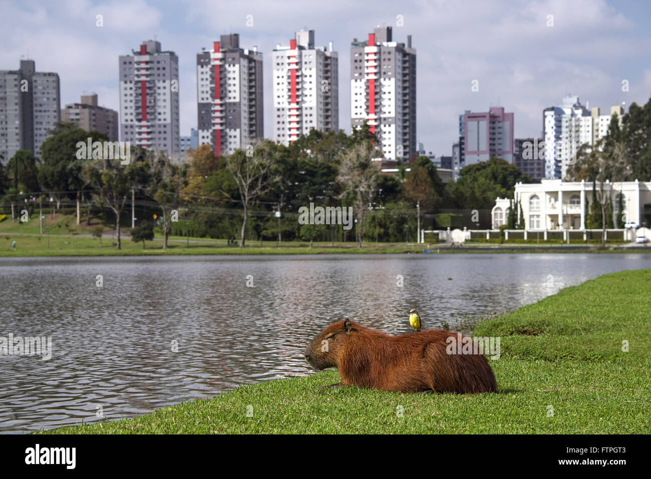 Suiriri-Reiter auf Capybara an den Ufern des Sees Barigui Parks - 1972 eröffnet Stockfoto