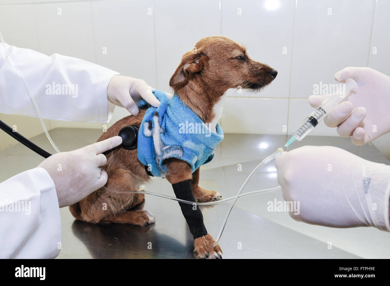Hund im Consultorio Tierklinik untersucht werden Stockfoto