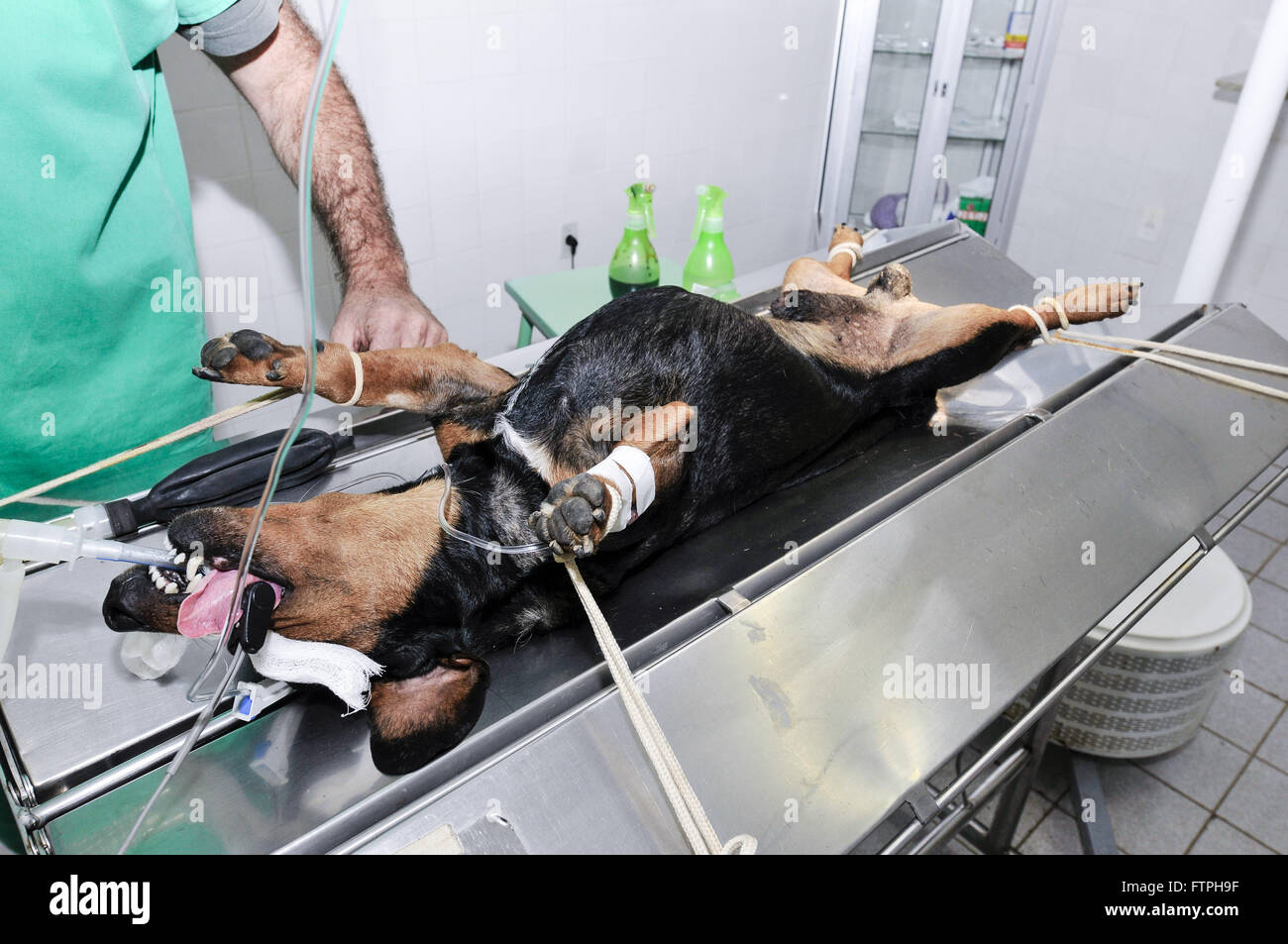 Hund auf dem OP-Tisch, in der Tierklinik entmannt Stockfoto