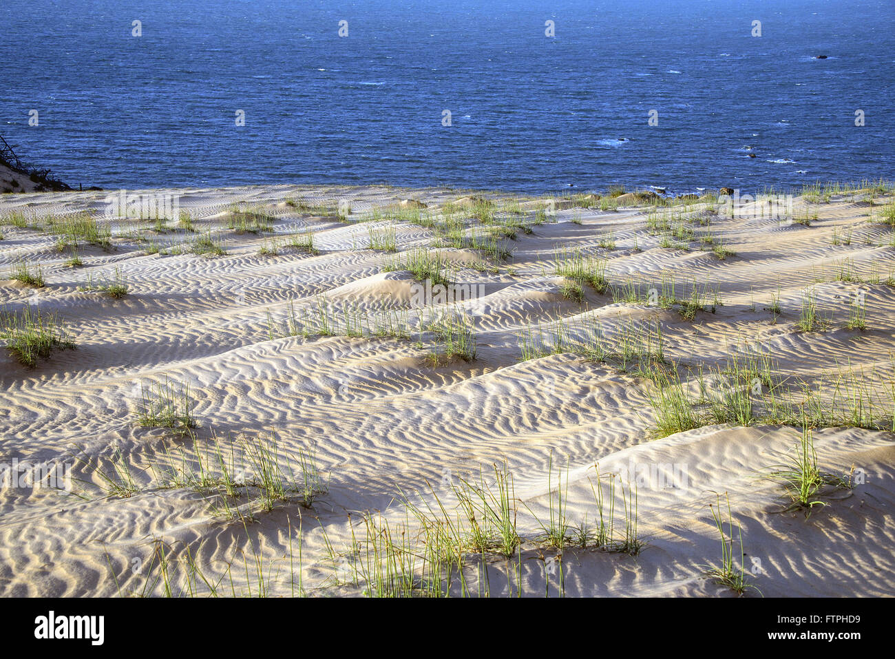 Küstenvegetation in den Dünen - APA Ponta Grossa Stockfoto