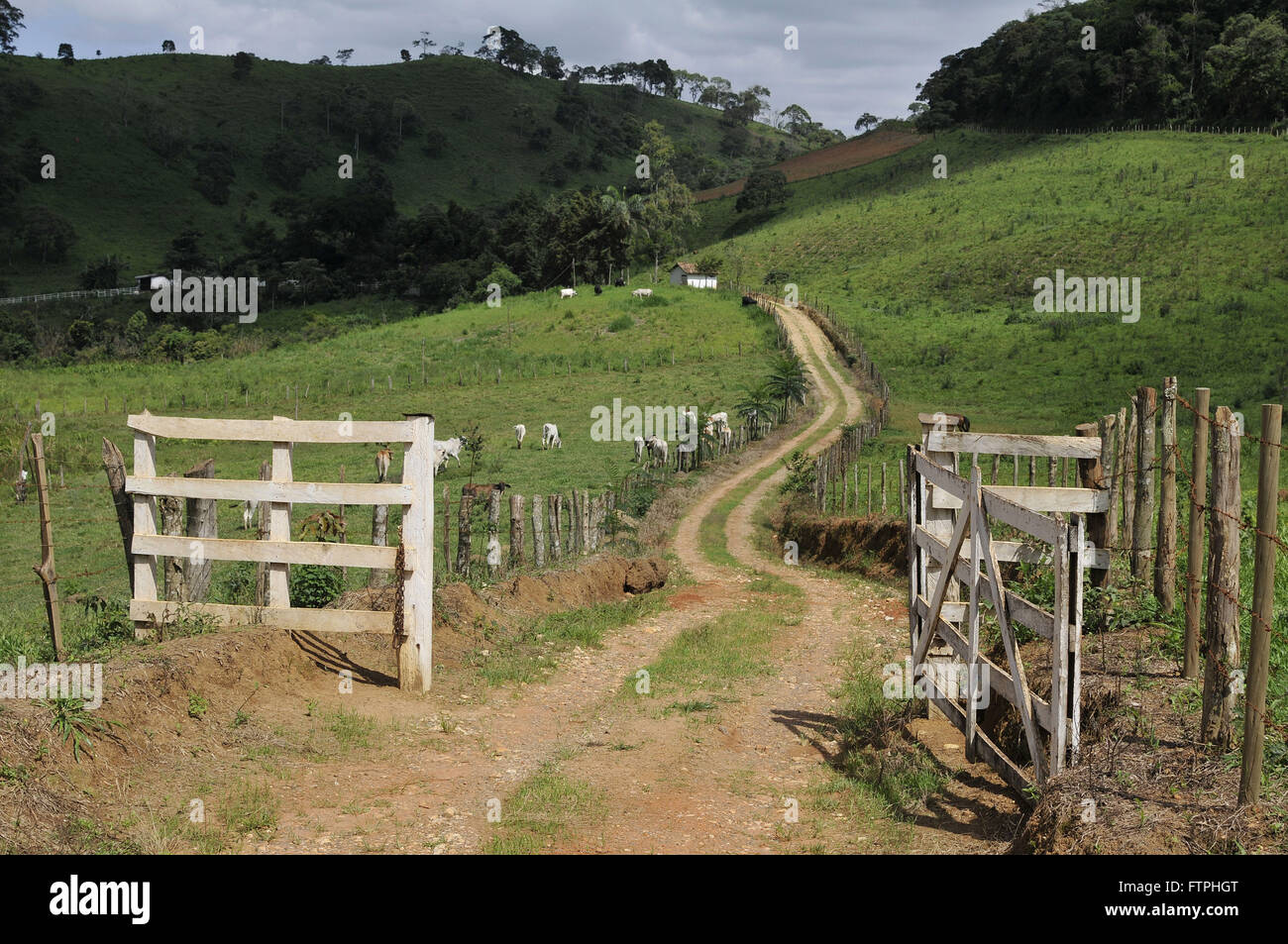 Hof und Nelore-Rinder auf dem Lande Stockfoto