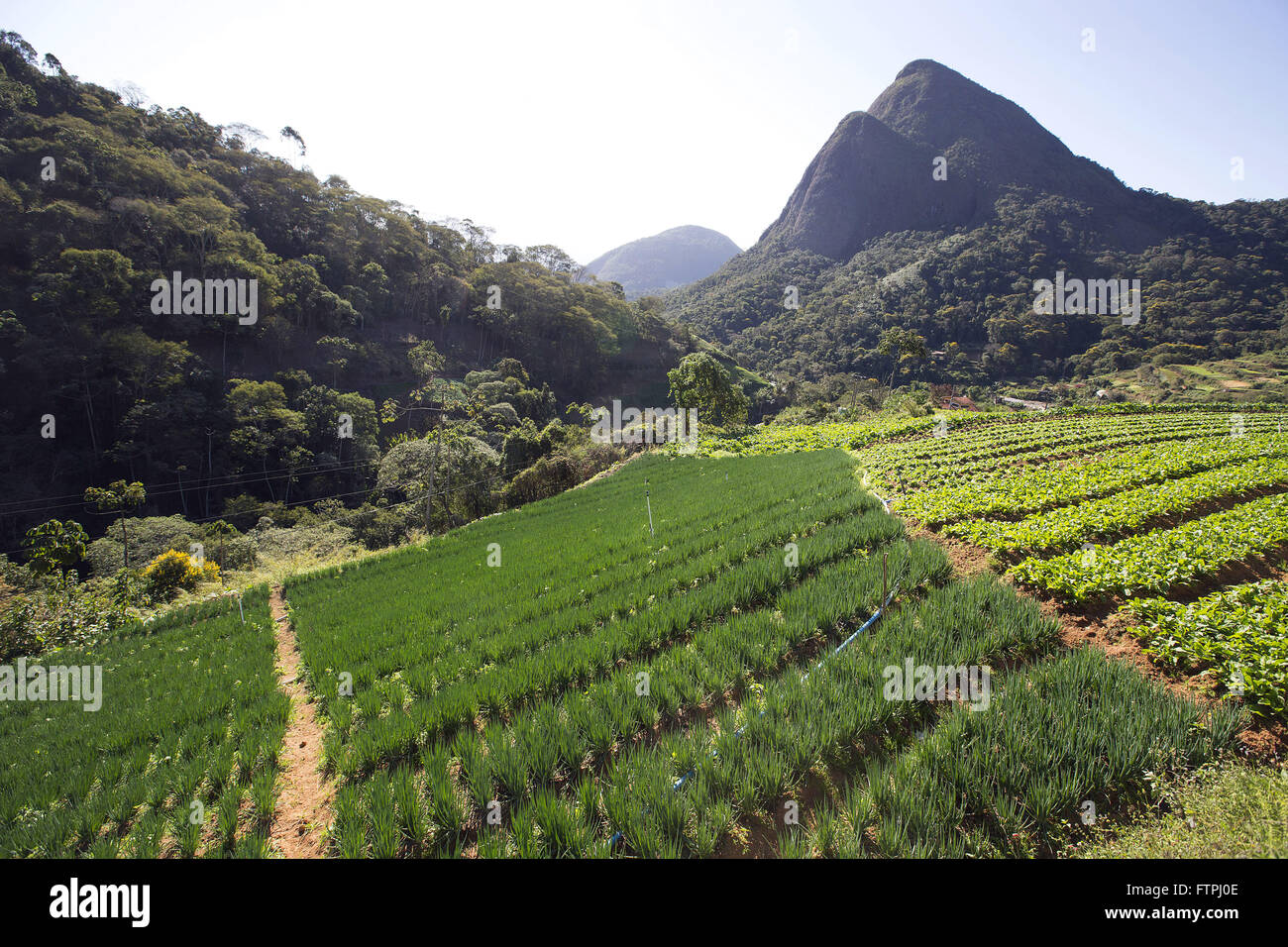 Pflanzung von Schnittlauch und Rucola in Correas Stockfoto