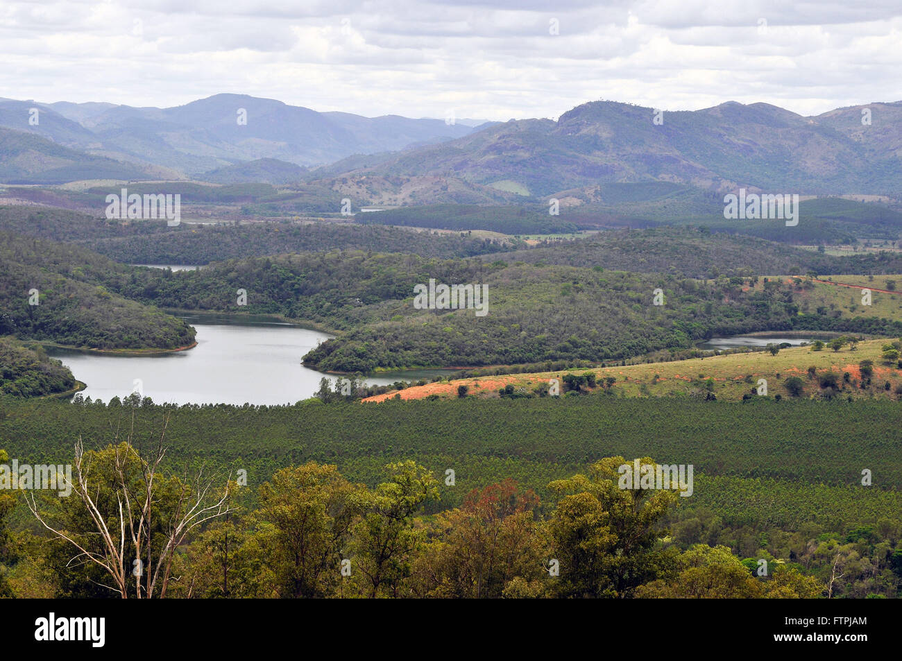 Pflanzung von Eukalyptus-Bäume rund um den Rio Doce State Park mit Schwerpunkt auf dem Rio Doce Stockfoto