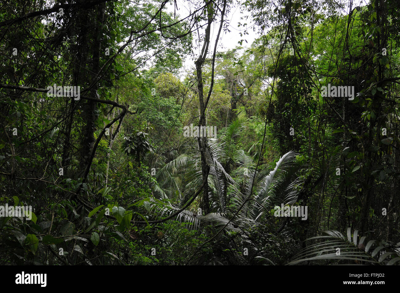 Urwald auf den Spuren der Mahagoni in den Rio Doce State Park Stockfoto