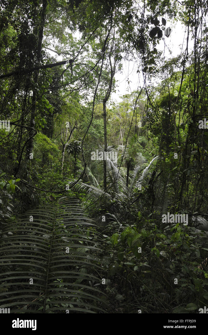 Urwald auf den Spuren der Mahagoni in den Rio Doce State Park Stockfoto