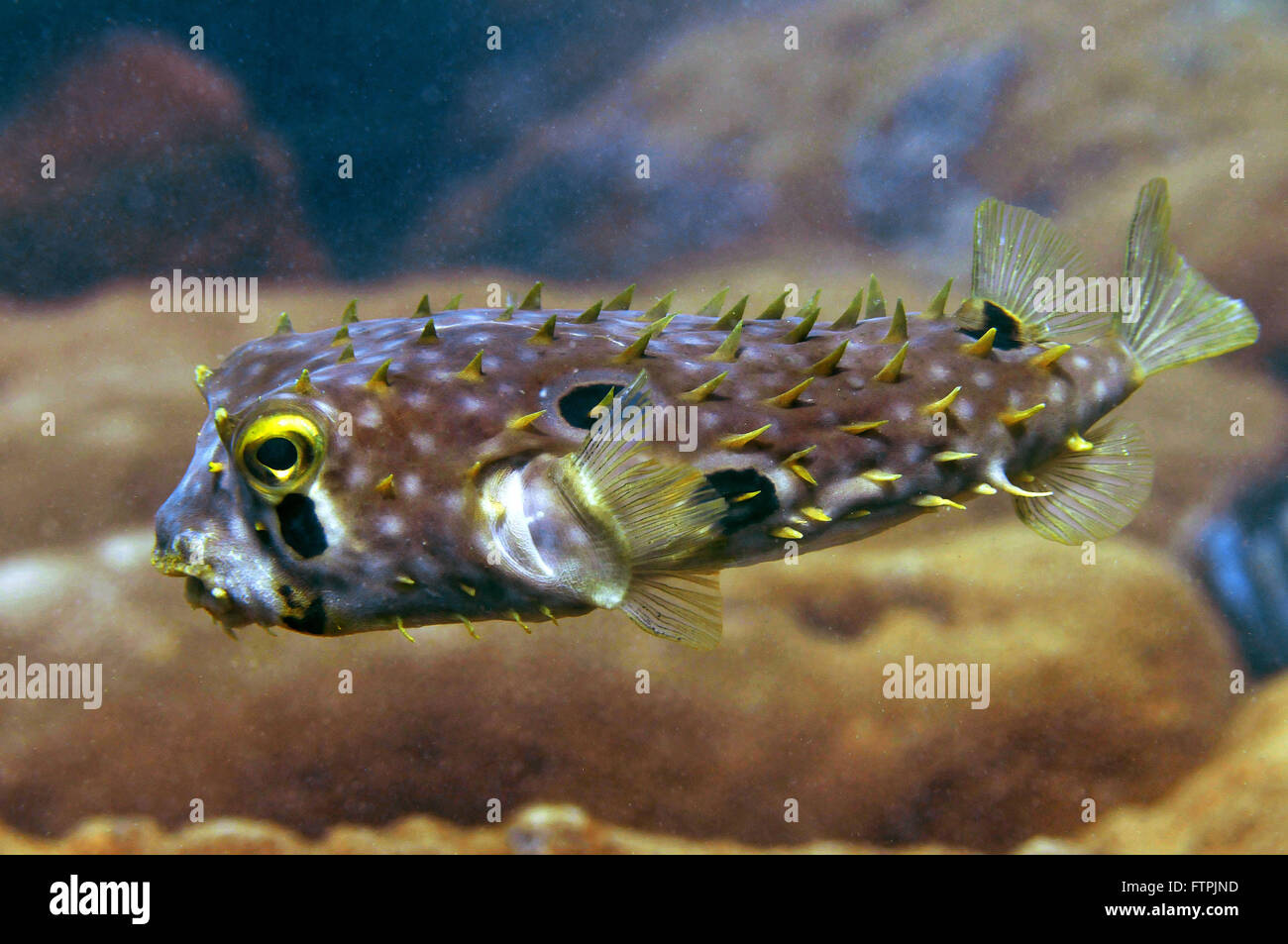 Unterwasser-Bilder auf die brasilianische Küste - Stachelschwein Kugelfisch - Chilomycterus spinosus Stockfoto