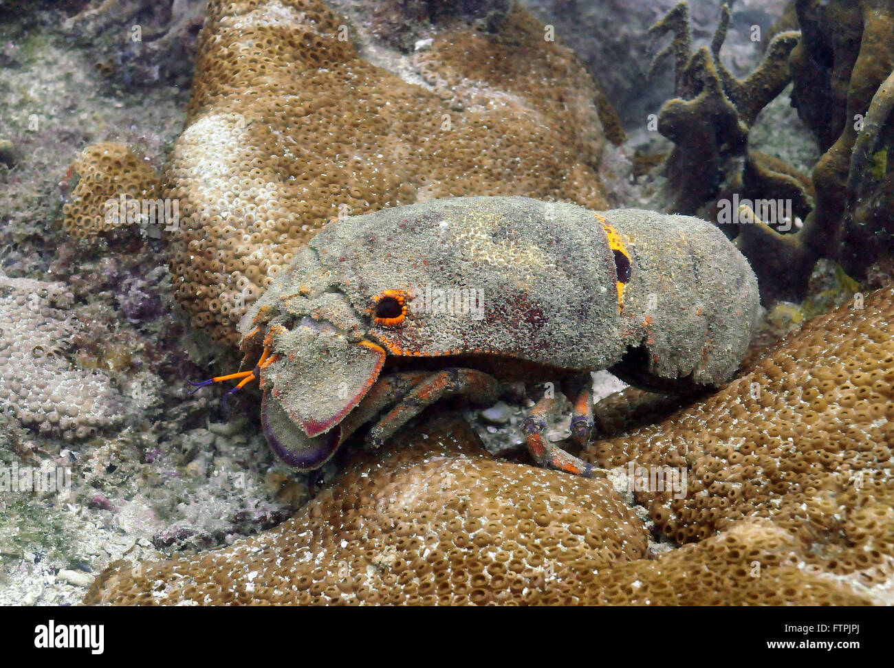 Unterwasser-Bilder auf die brasilianische Küste - Cavaquinha - Brasiliensis Scyllarides Stockfoto