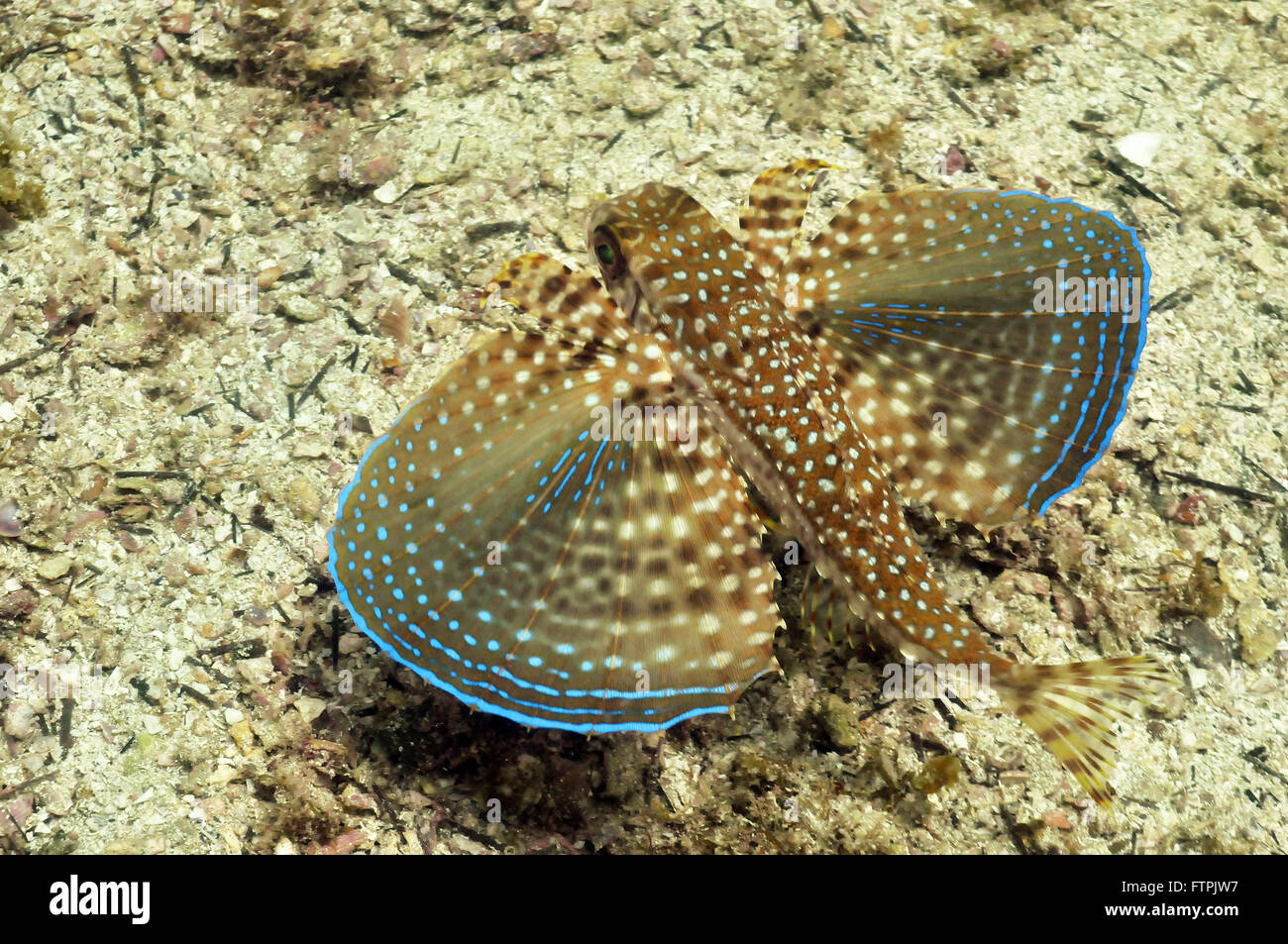 Unterwasser-Bilder an der brasilianischen Küste - Unglück - Dactylopterus volitans Stockfoto