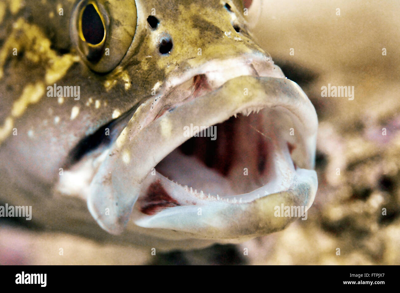 Unterwasser-Bilder auf die brasilianische Küste - Grouper - Marginata Mycteroperca Stockfoto