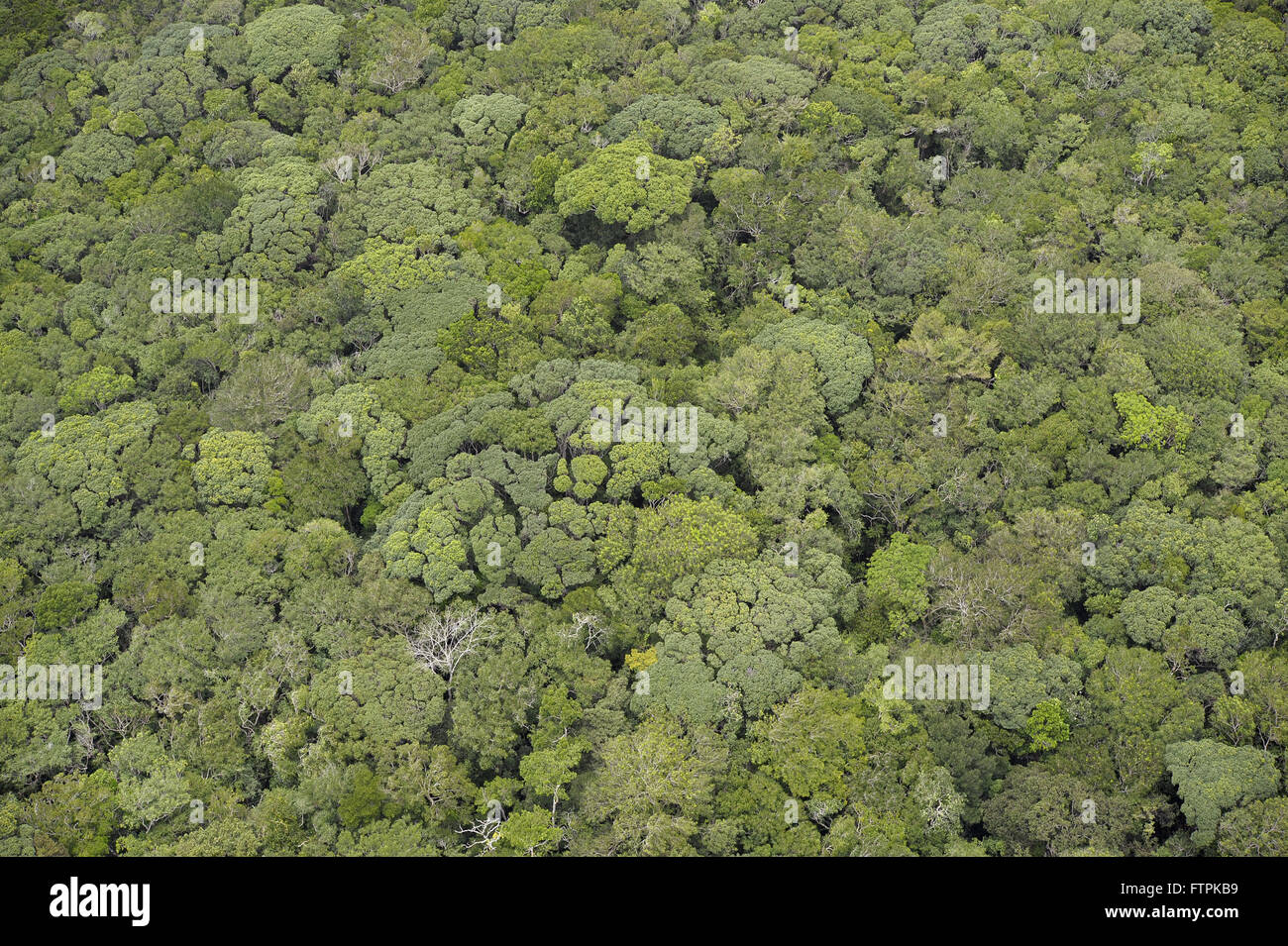 Luftaufnahme des Waldes aus dem Nationalpark Sierra Jugend Stockfoto