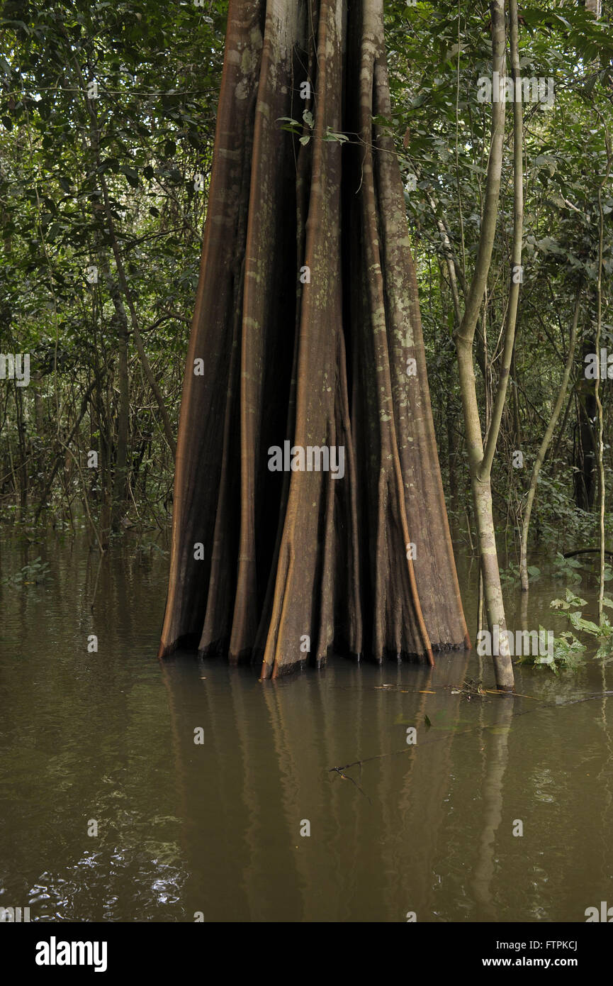 Stamm Araba Igapo Wald in den Amazonas-Regenwald - See Maquari Stockfoto