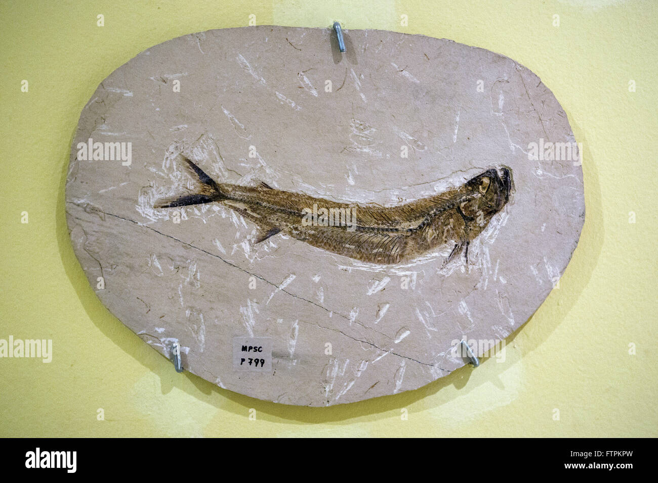 Fisch Fossil auf dem Display an das Museum von Paläontologie URCA regionale Universität von Cariri Stockfoto