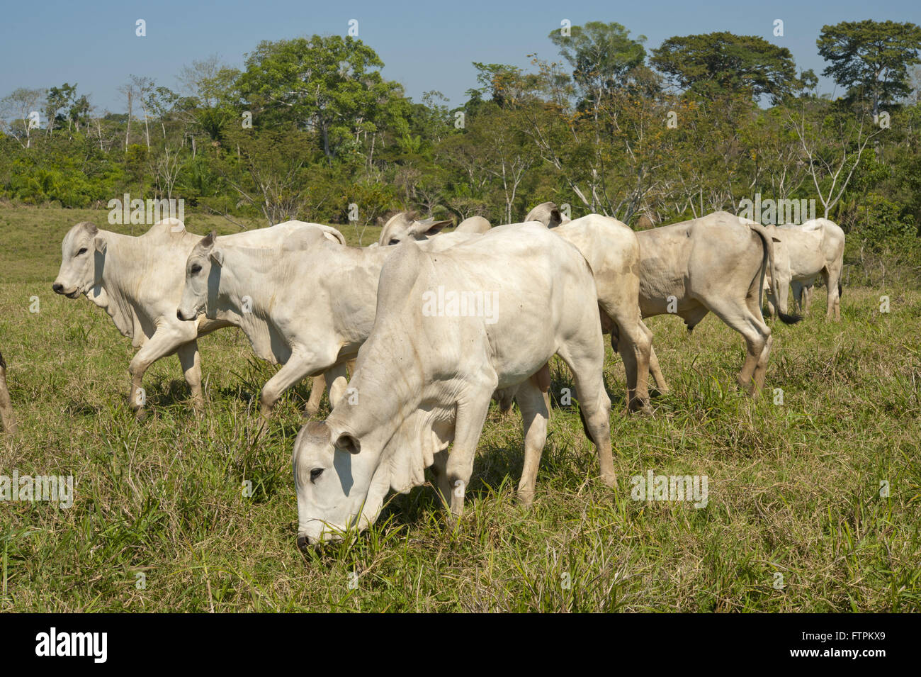 Erstellung von Rindern in der Gegend abgeholzt Amazon - Acre Stockfoto