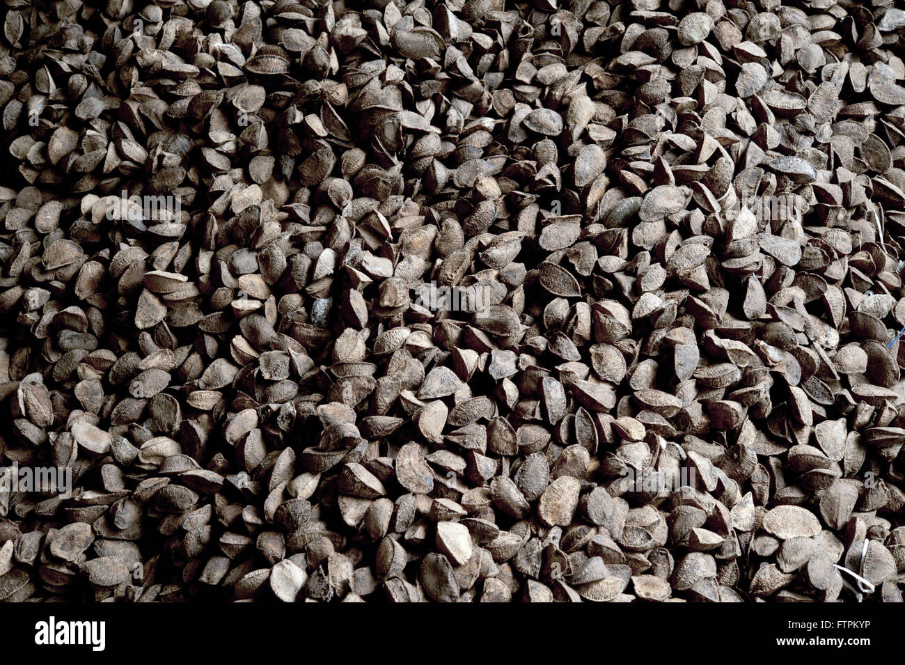 Muttern aus an - Aufbereitung Pflanze Kastanie Chico Mendes Stockfoto