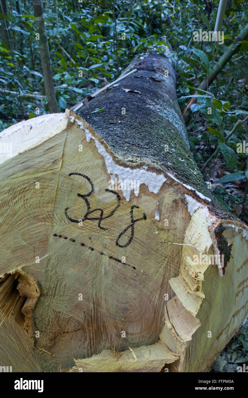 gefallenen Baum - Siedlung Projekt Chico Mendes extraktive - Kautschuk-Plantage-Wasserfall Stockfoto