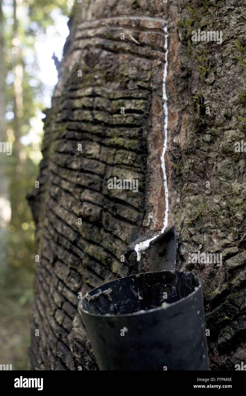 Der Seingueira Panel - Siedlung Projekt Chico Mendes extraktive - Kautschuk-Plantage Wasserfall Stockfoto