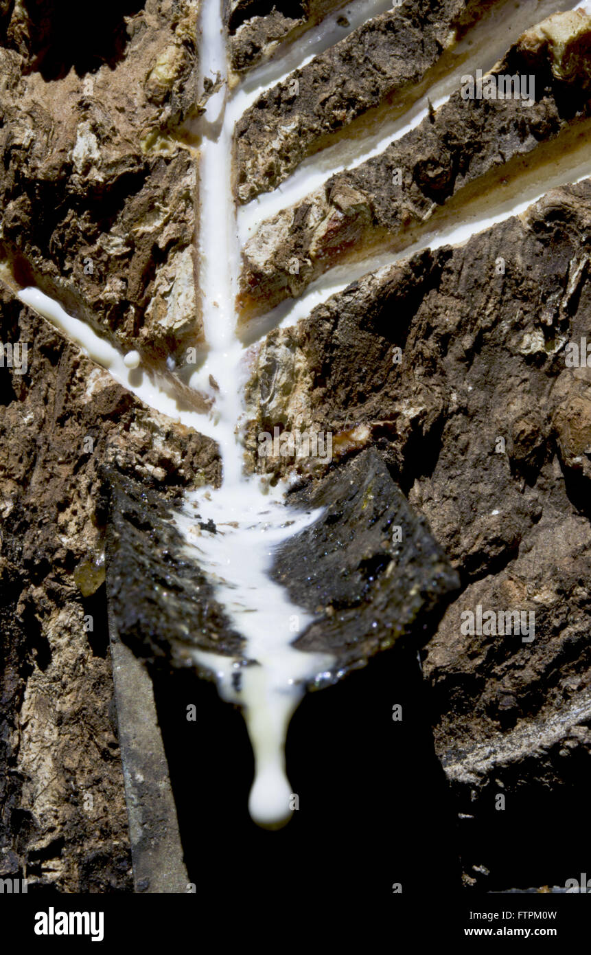 Der Seingueira Panel - Siedlung Projekt Chico Mendes extraktive - Kautschuk-Plantage Wasserfall Stockfoto