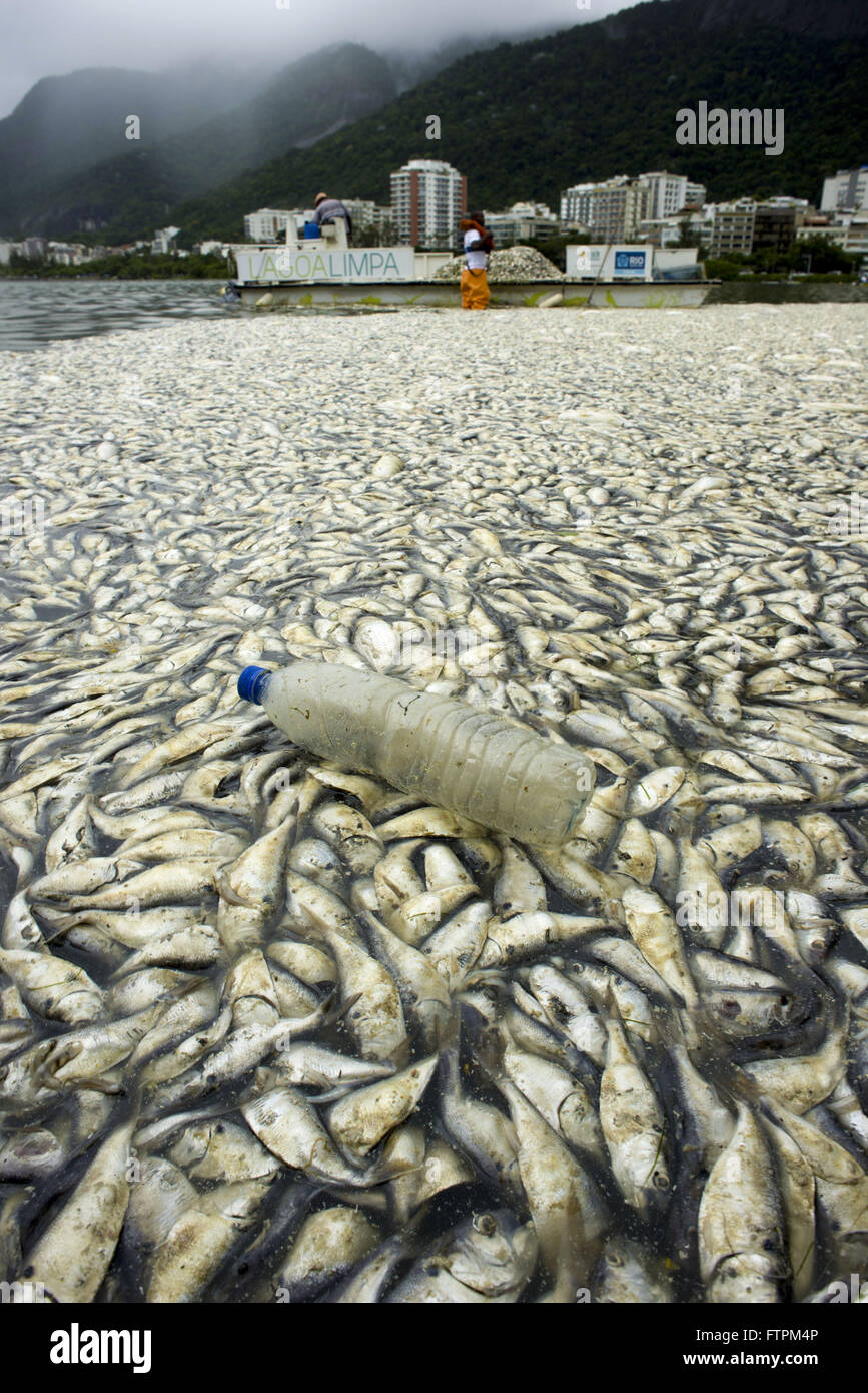 Mitarbeiter des Reinigungsunternehmens veröffentlicht Entfernen toter Fische aus Lagoa Rodrigo de Freitas Stockfoto