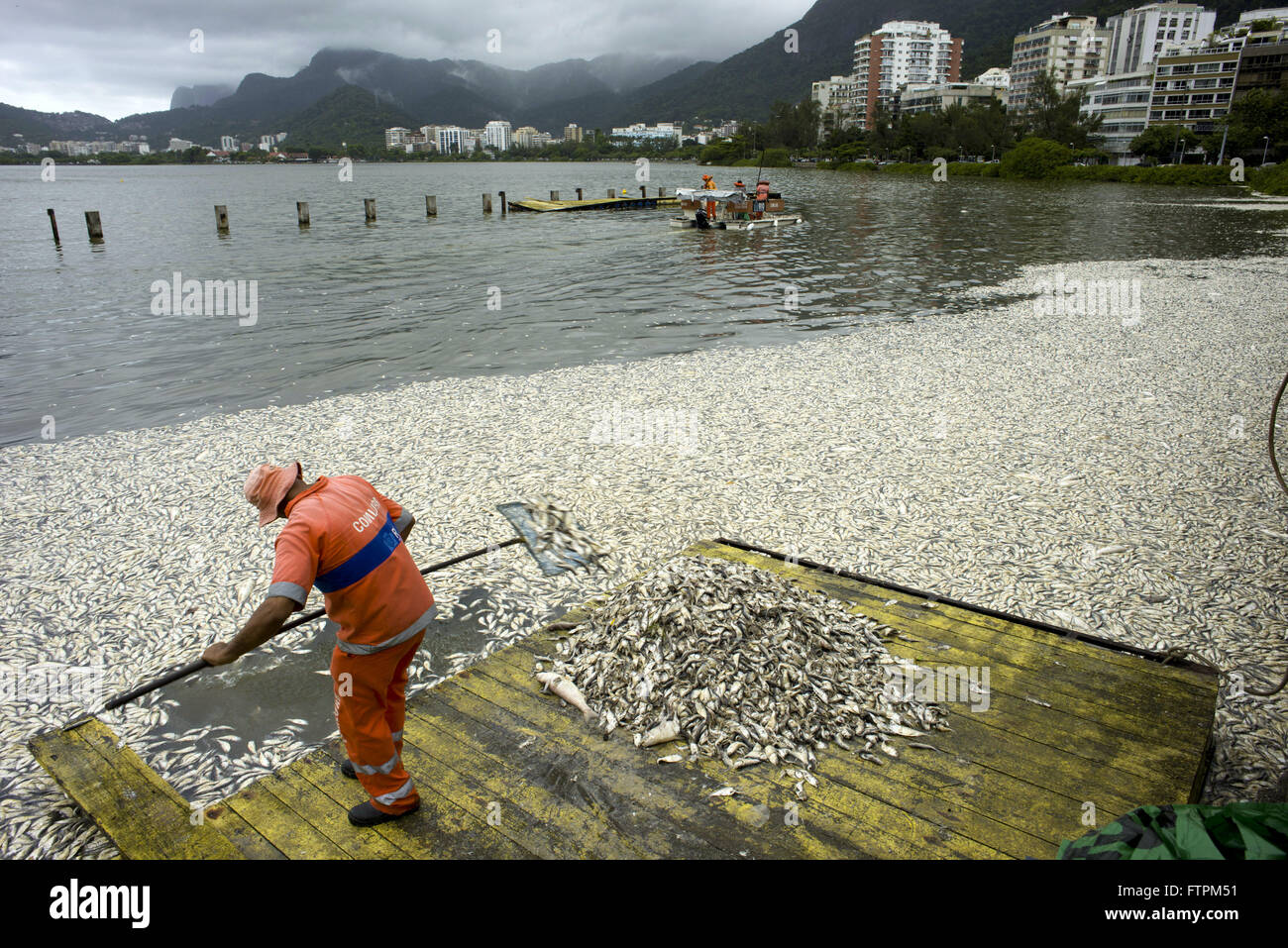 Mitarbeiter des Reinigungsunternehmens veröffentlicht Entfernen toter Fische aus Lagoa Rodrigo de Freitas Stockfoto
