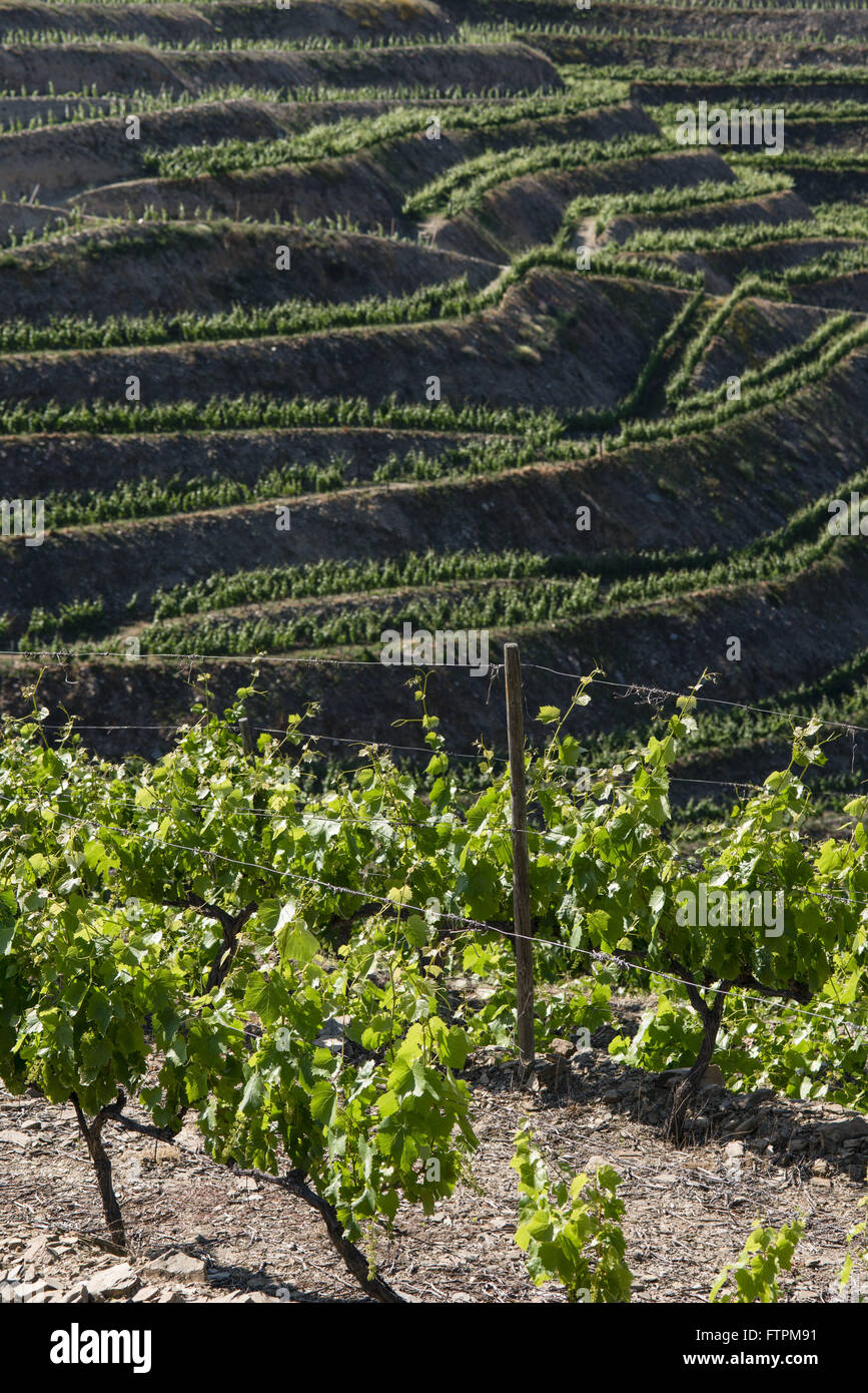Pflanzung von Trauben für die Weinherstellung Stockfoto