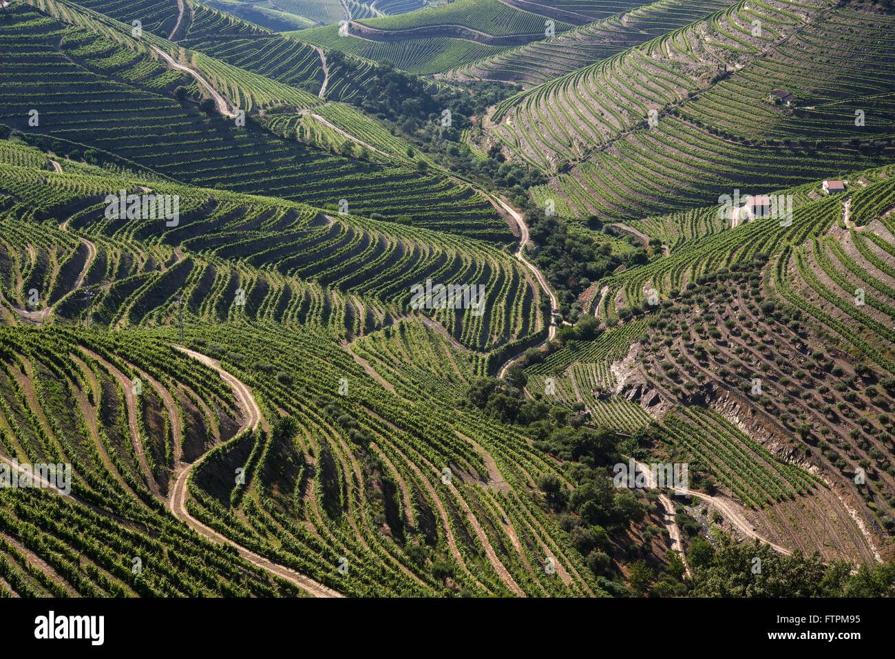 Weingut für die Weinproduktion bekannt als - Porto - im Tal des Douro Ervedosa Stockfoto