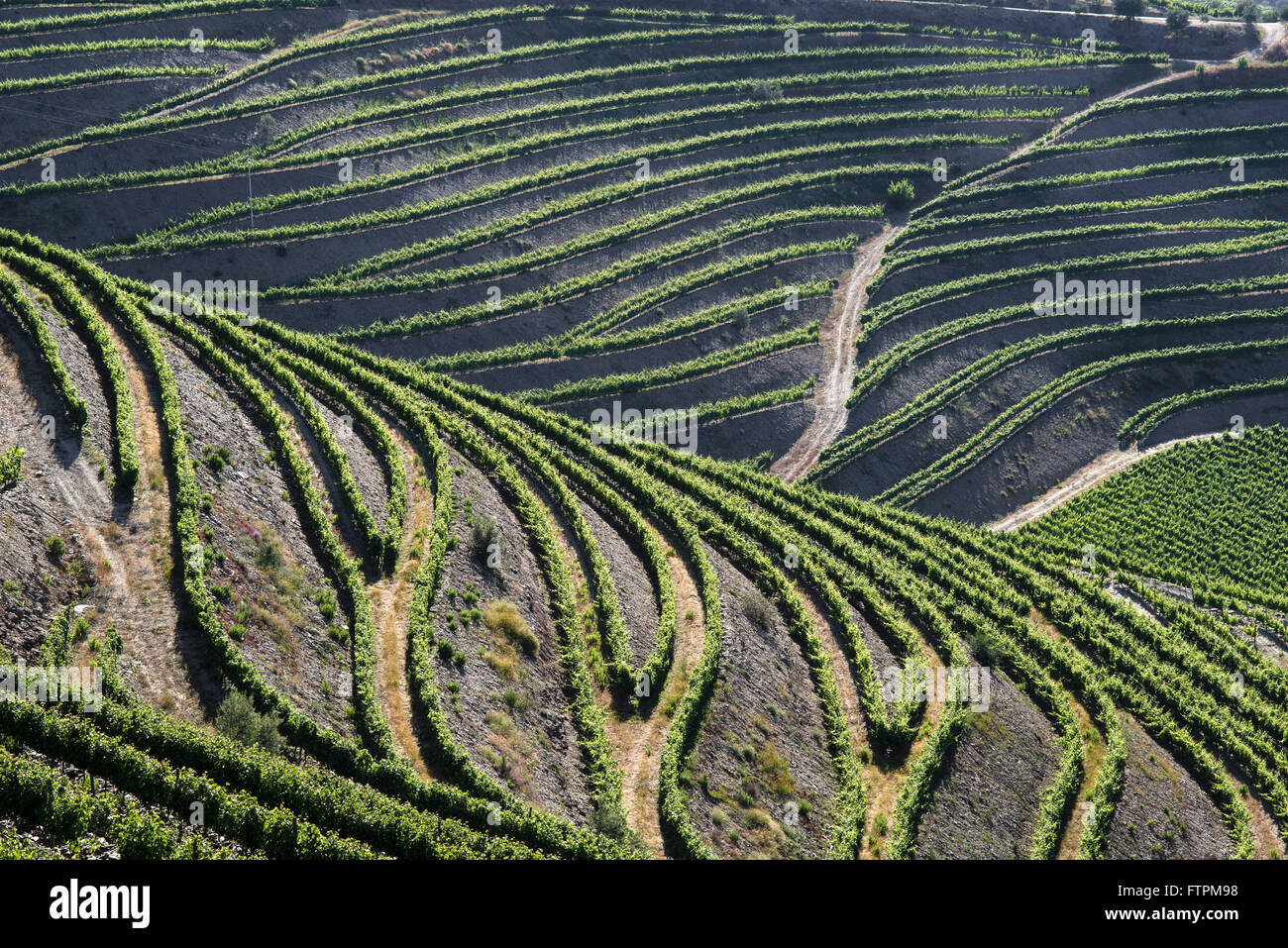 Weingut für die Weinproduktion bekannt als - Porto - im Tal des Douro Ervedosa Stockfoto