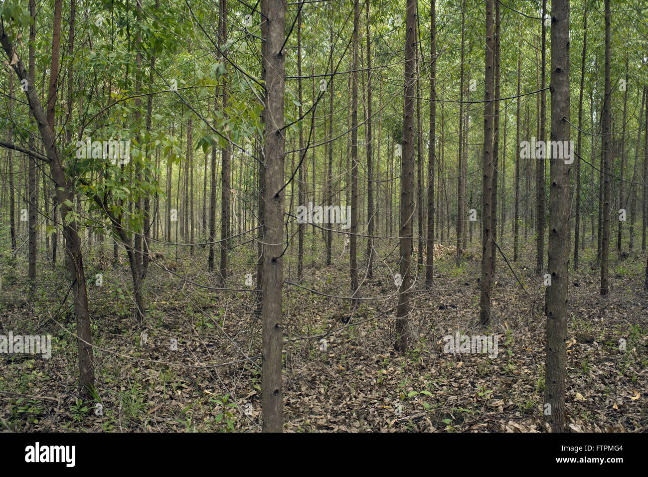 Pflanzung von Eukalyptus Stockfoto