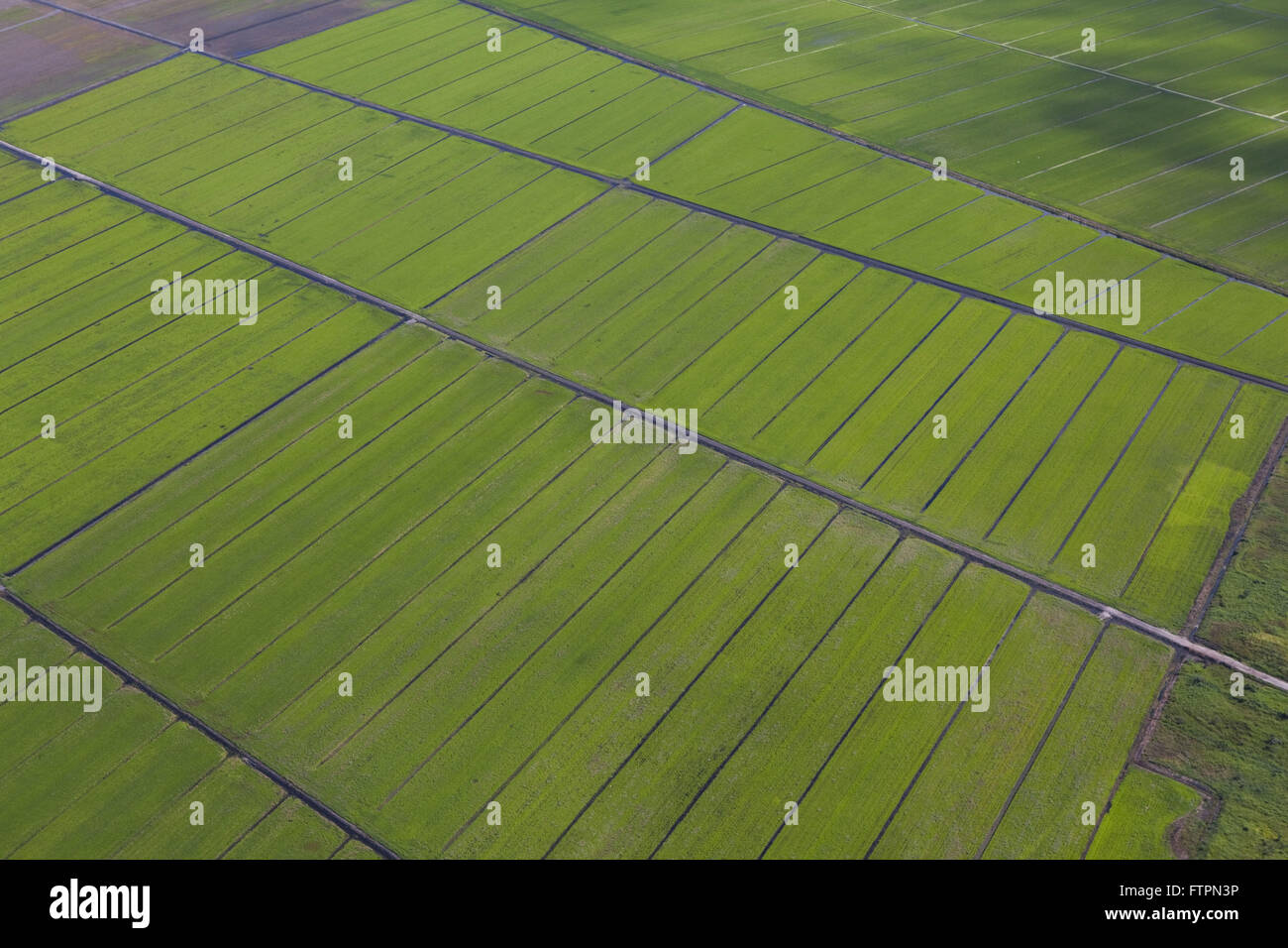 Luftaufnahme von Reis Plantage in ländlichen Cacapava - Vale Paraiba Stockfoto
